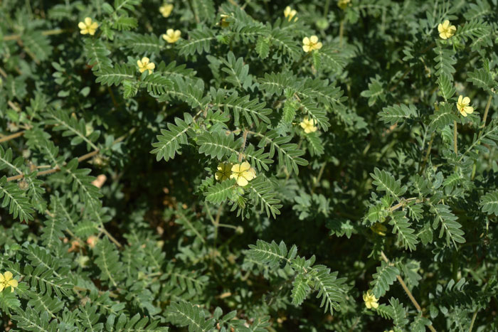 Puncturevine or Bullhead is a handsome plant despite the fact that it is a troublesome weed throughout the United States. The pretty yellow flowers and bright green compound leaves present an attractive plant. Tribulus terrestris 